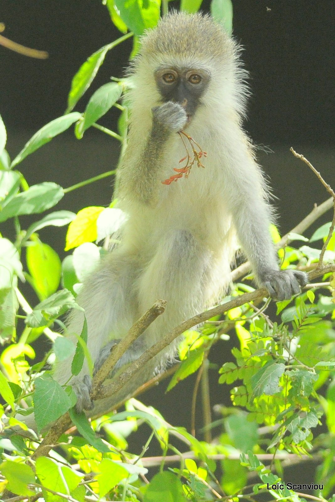 Vervet/Vervet Monkey (2)