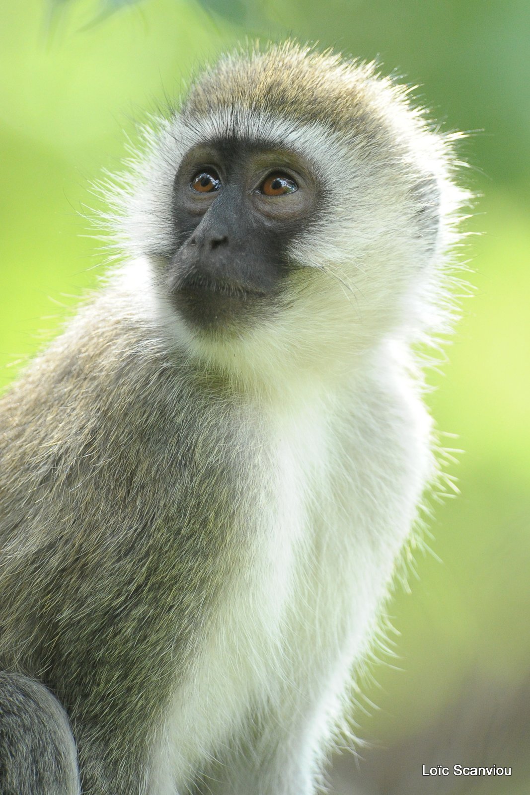 Vervet/Vervet Monkey (3)