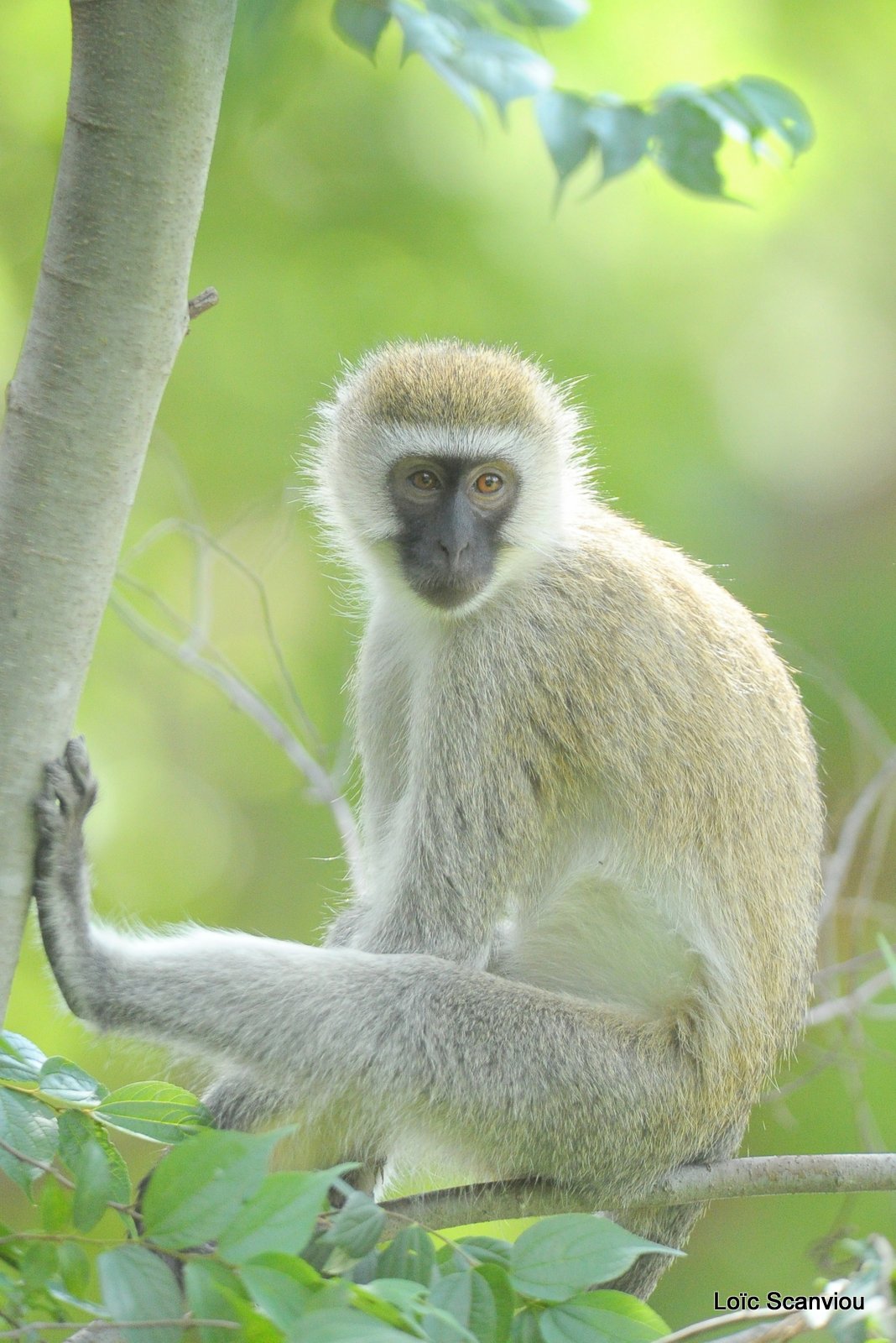 Vervet/Vervet Monkey (4)