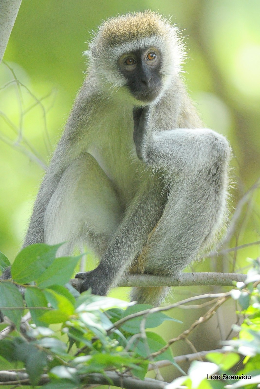 Vervet/Vervet Monkey (5)