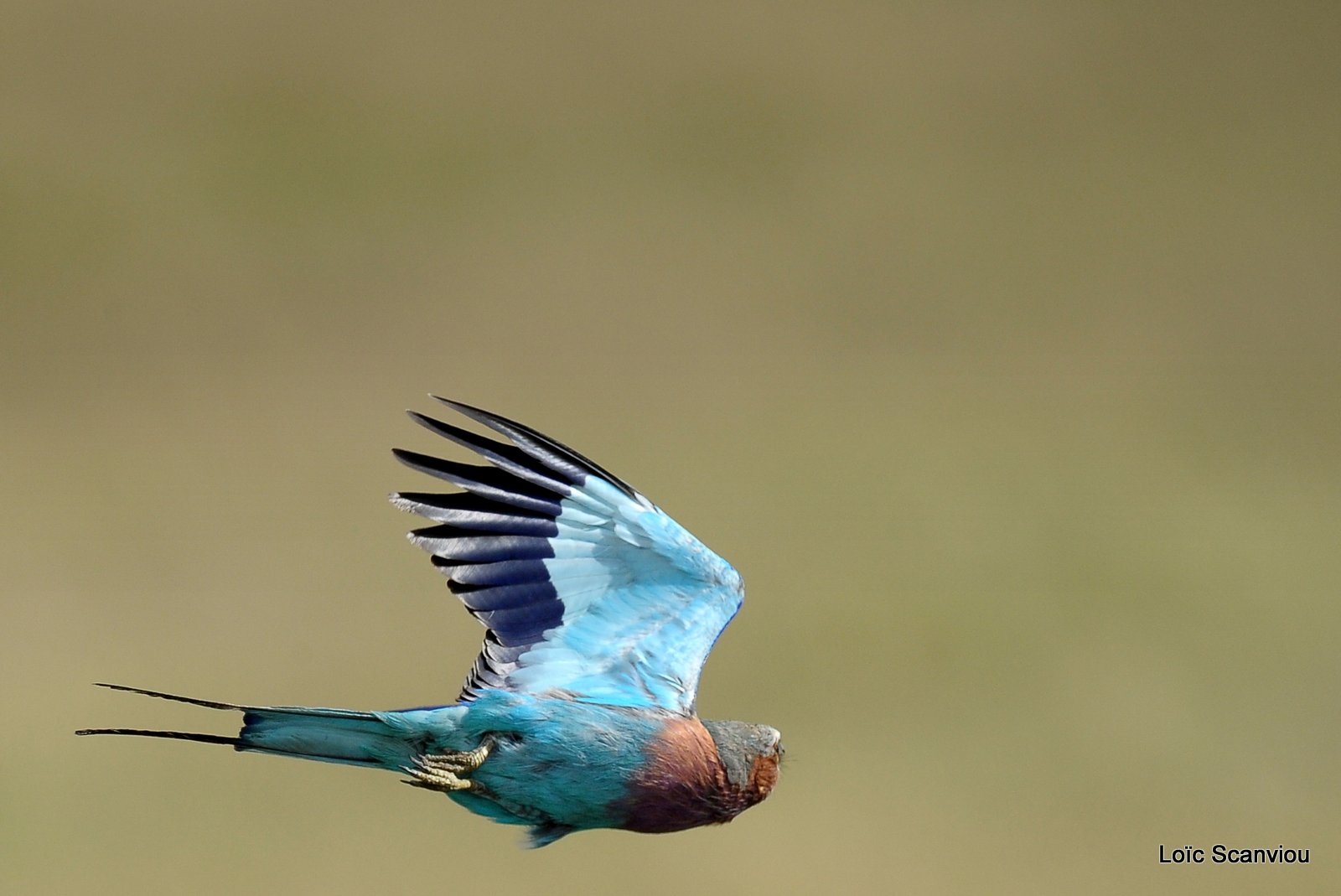 Rollier à longs brins/Lilac-breasted Roller (3)