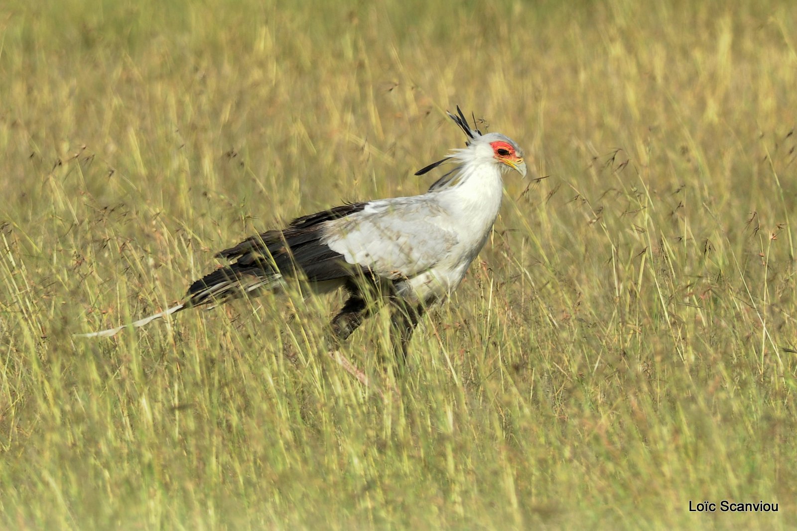 Messager sagittaire/Secretary Bird (1)