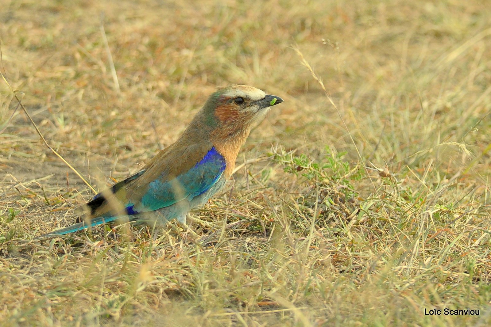 Rollier à longs brins/Lilac-breasted Roller (4)