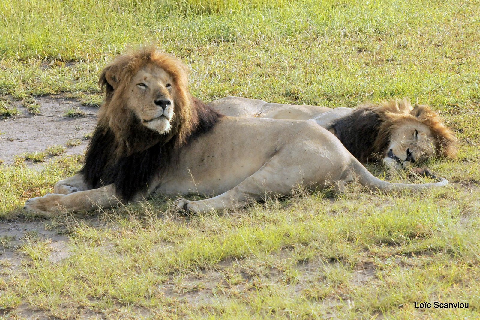 Lion (49)