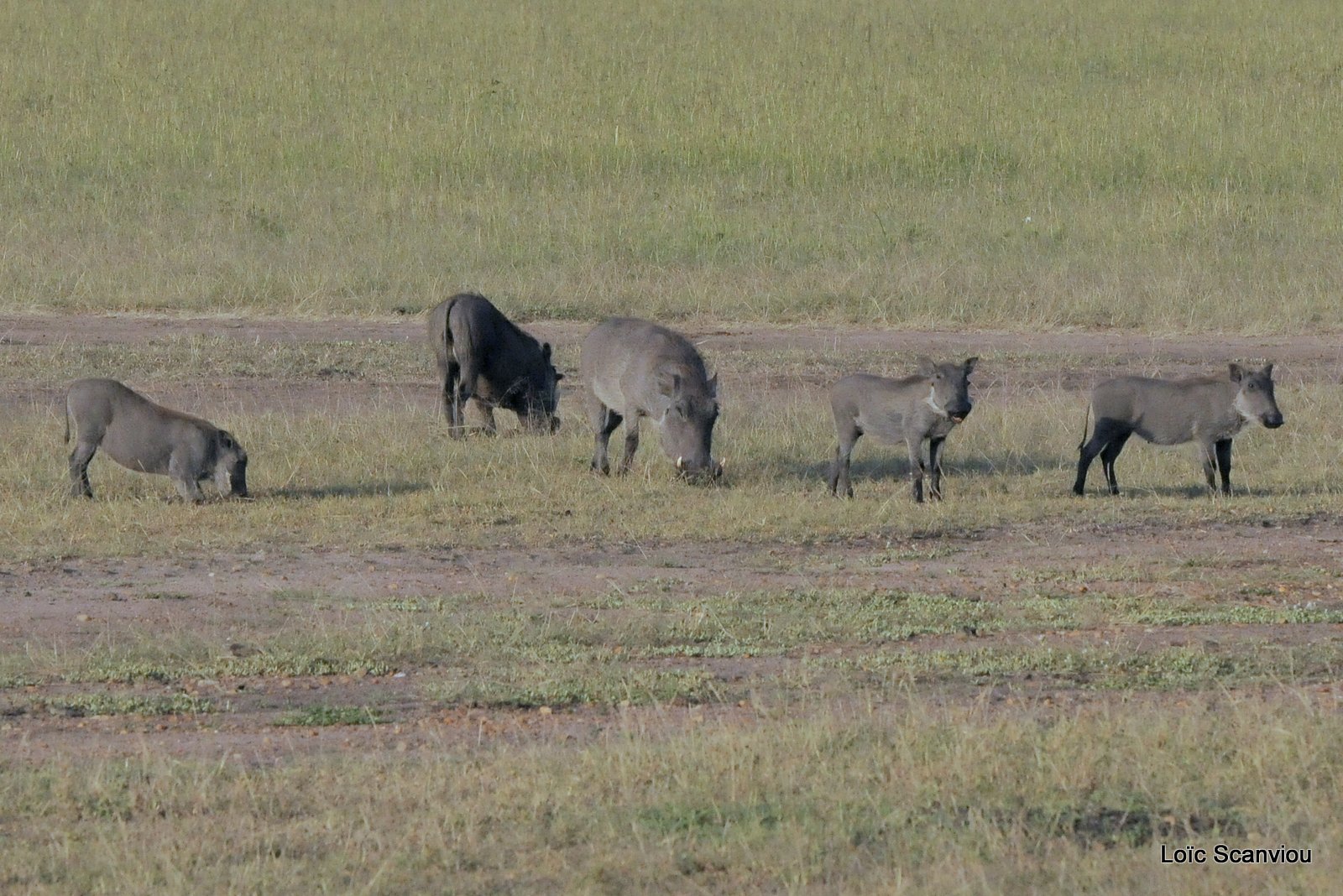 Phacochère/Warthog (2)