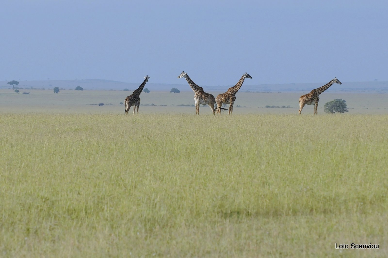 Girafe/Giraffe (2)