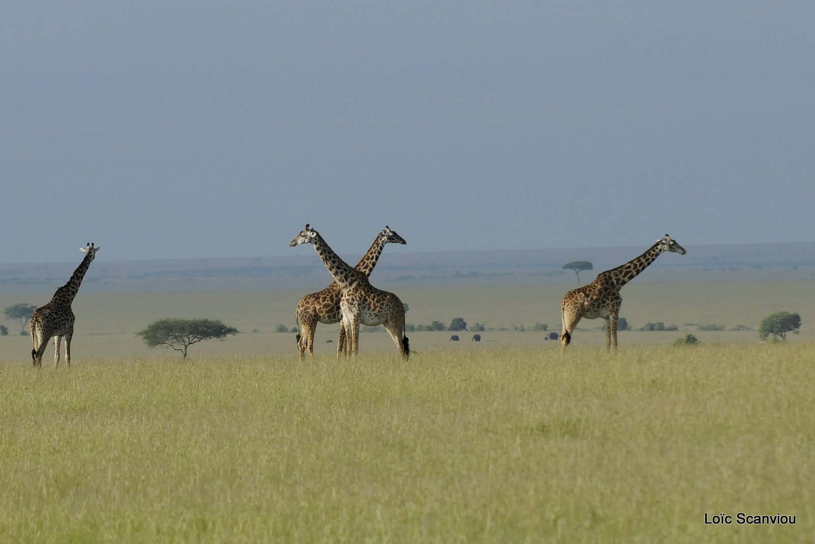Girafe/Giraffe (3)