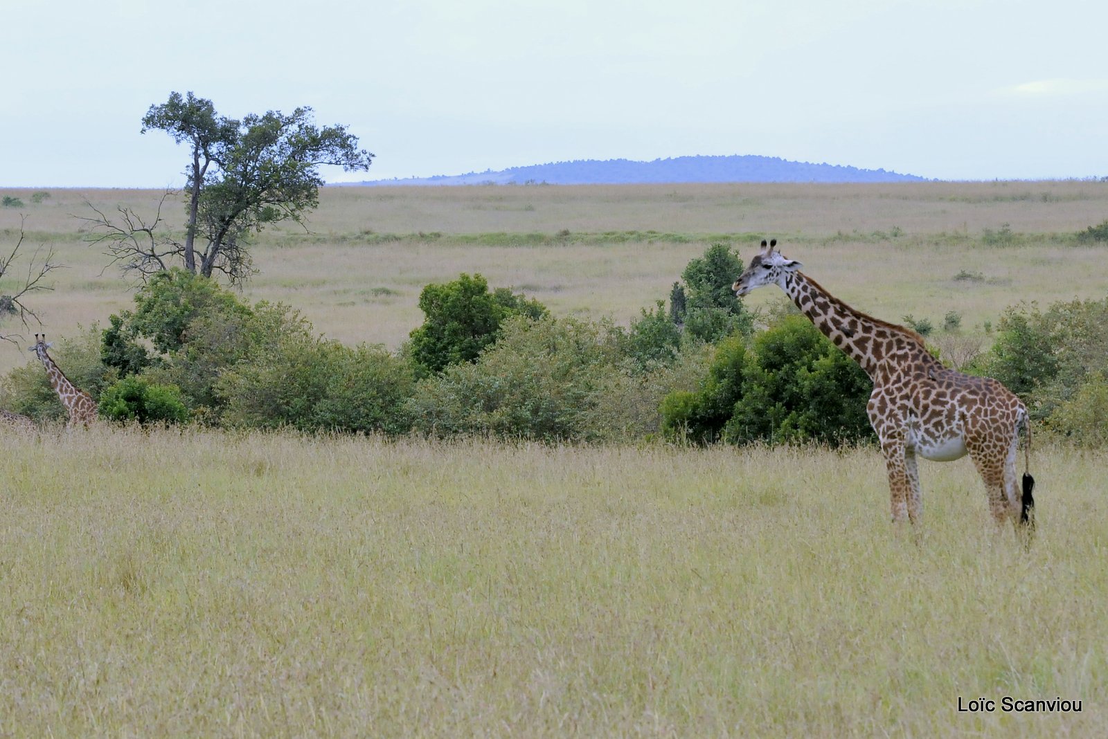 Girafe/Giraffe (4)