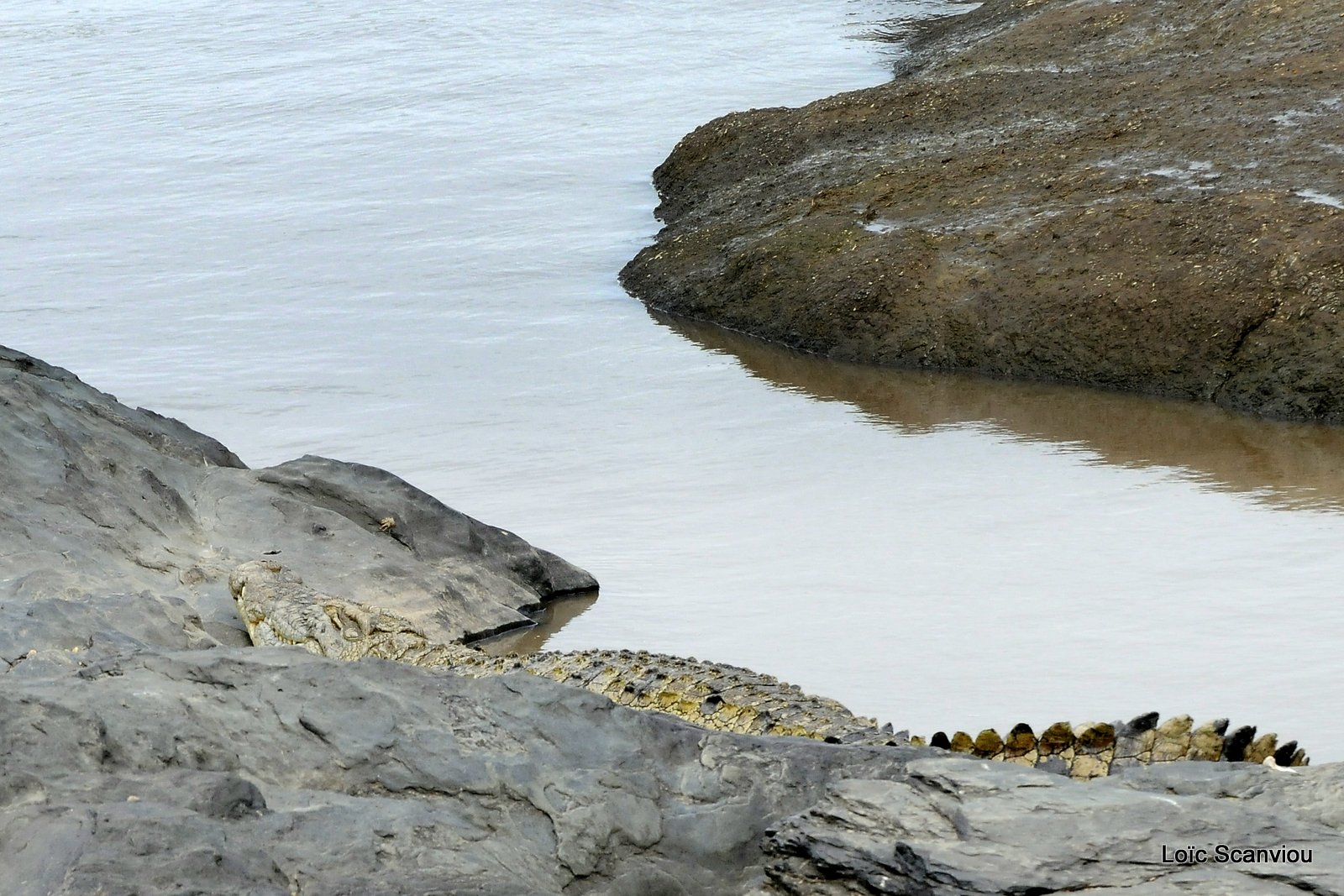 Crocodile (5)