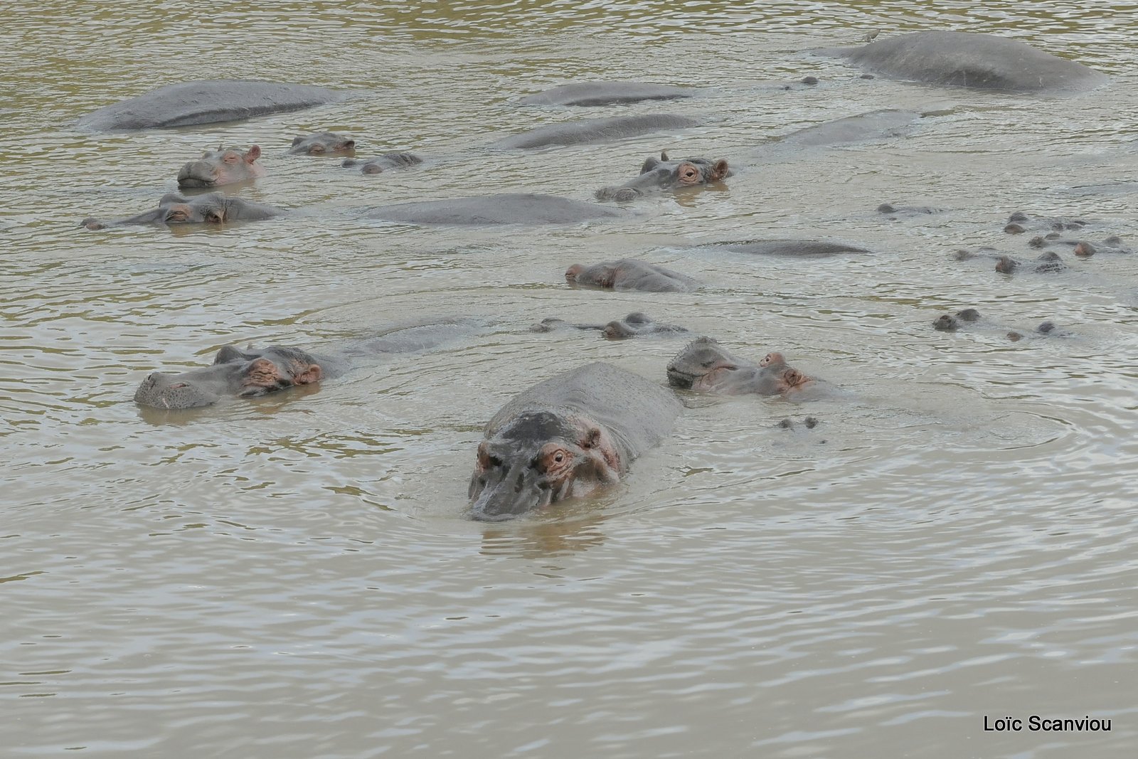 Hippopotame/Hippopotamus (10)