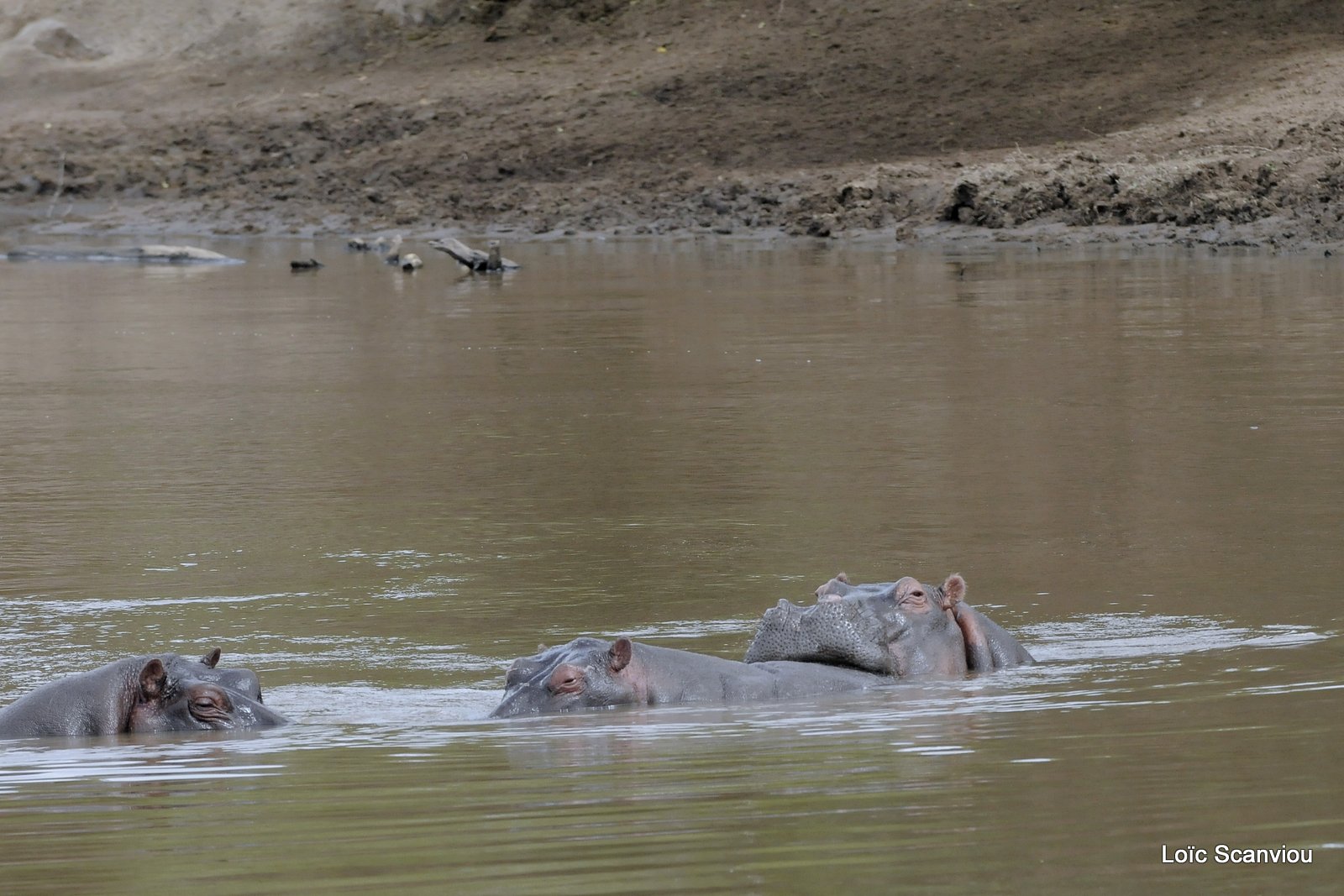 Hippopotame/Hippopotamus (11)