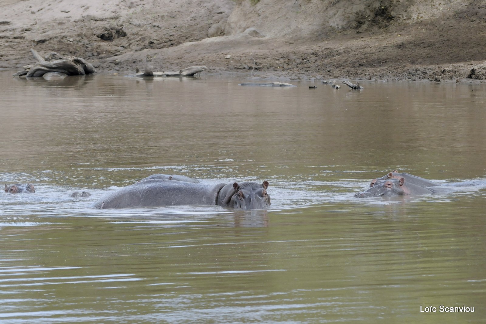 Hippopotame/Hippopotamus (12)