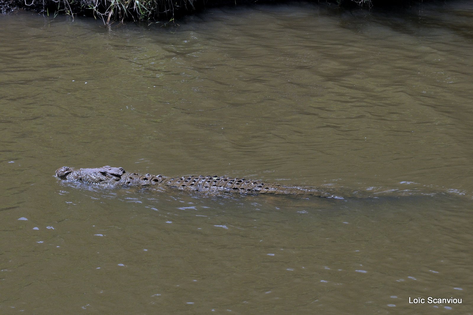Crocodile (5)