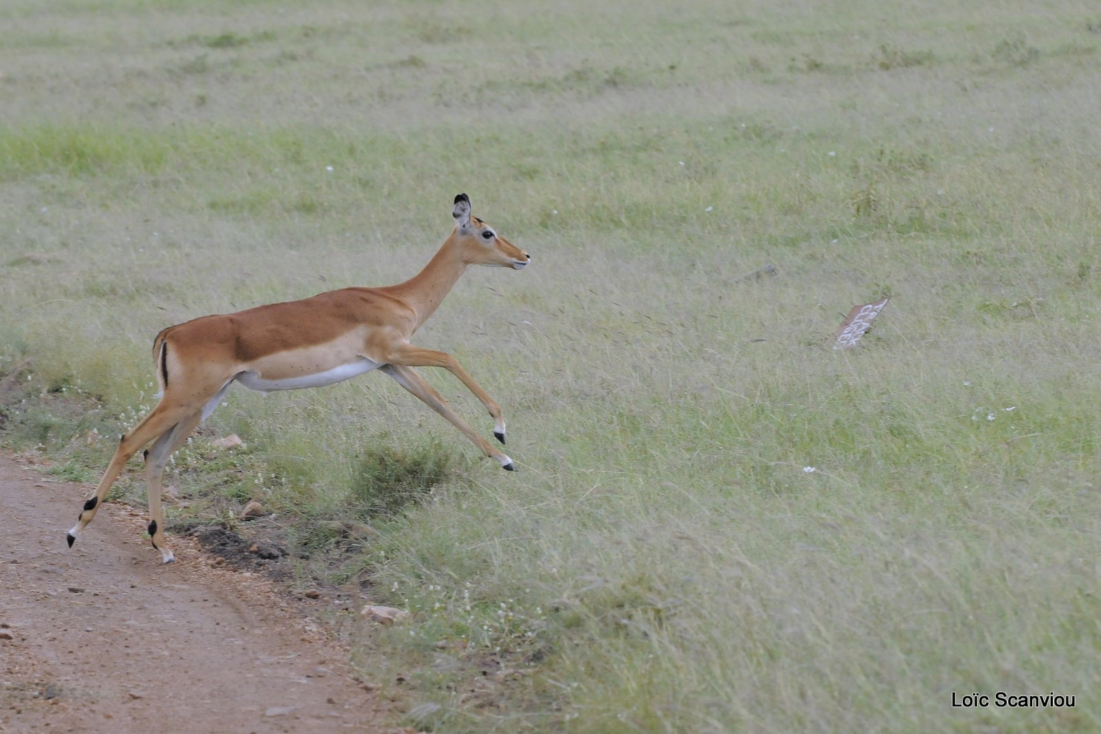 Impala (5)