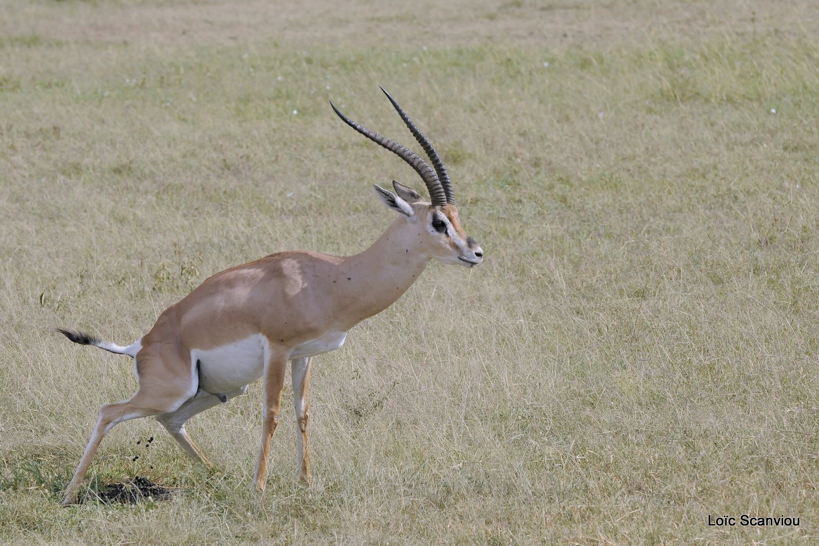 Gazelle de Grant/Grant's Gazelle (1)