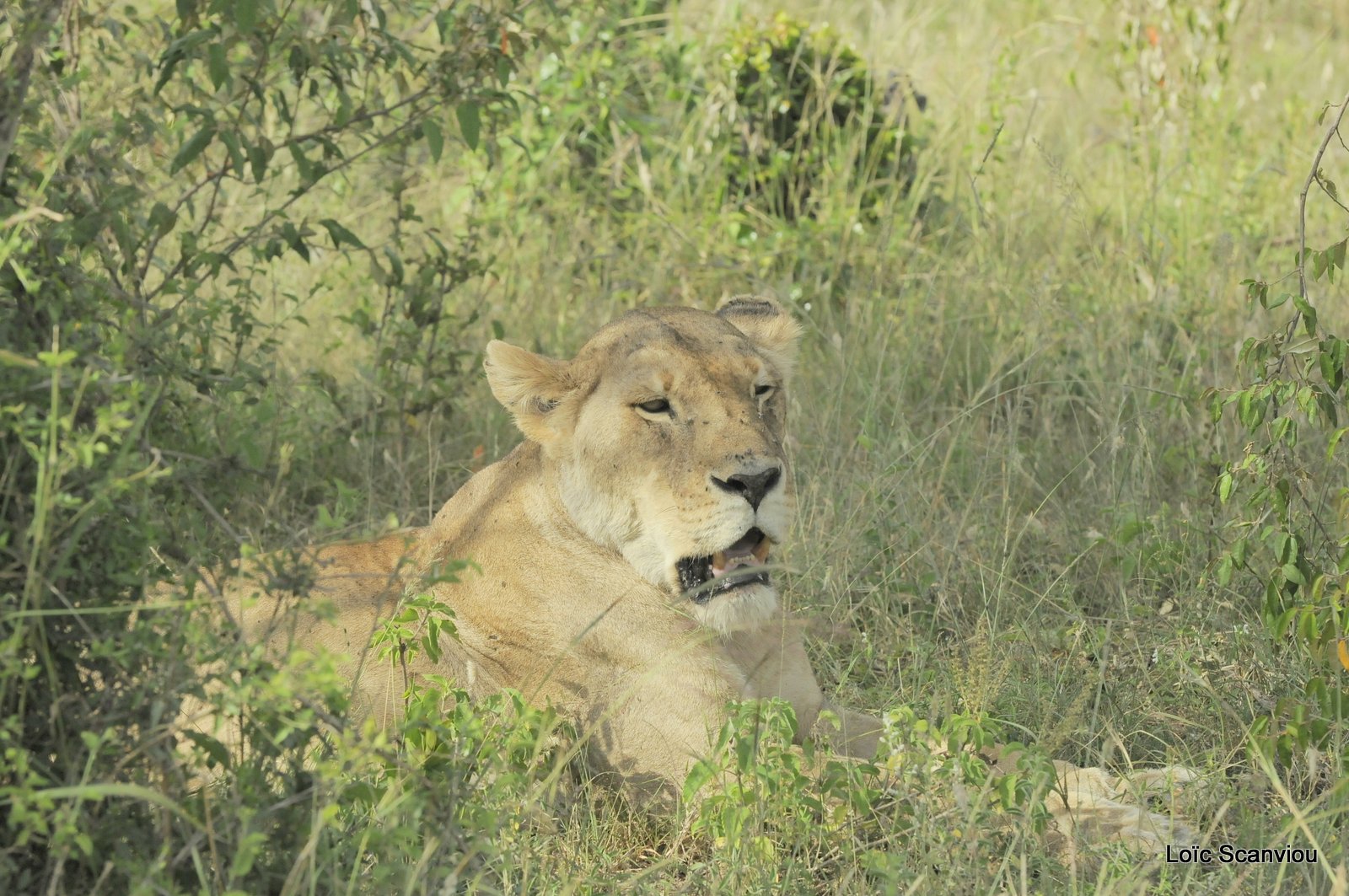Lion (51)