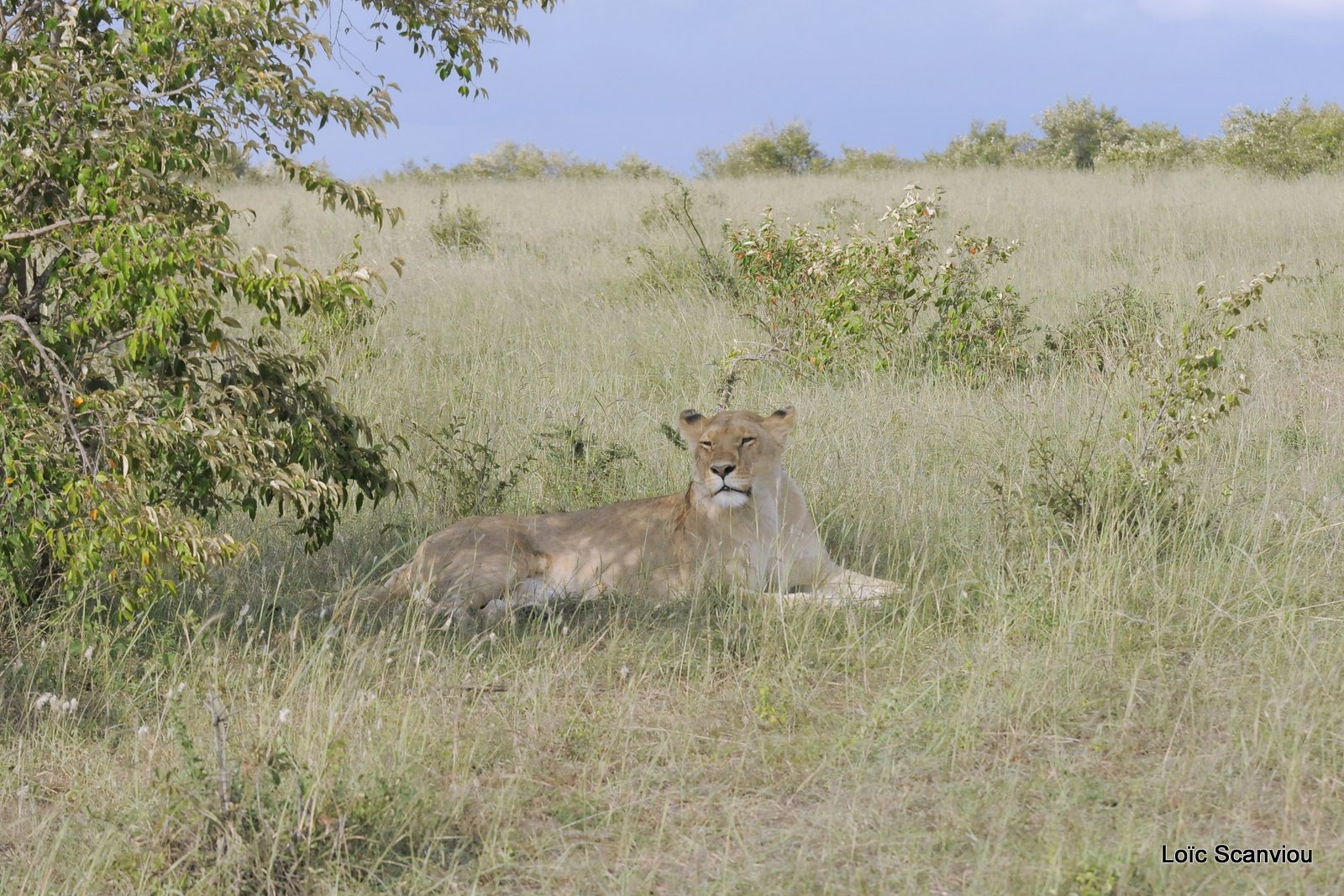 Lion (52)