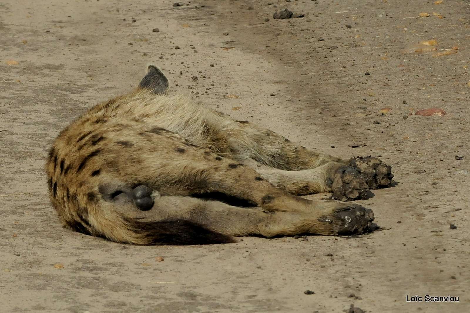 Hyène tachetée/Spotted Hyena (33)