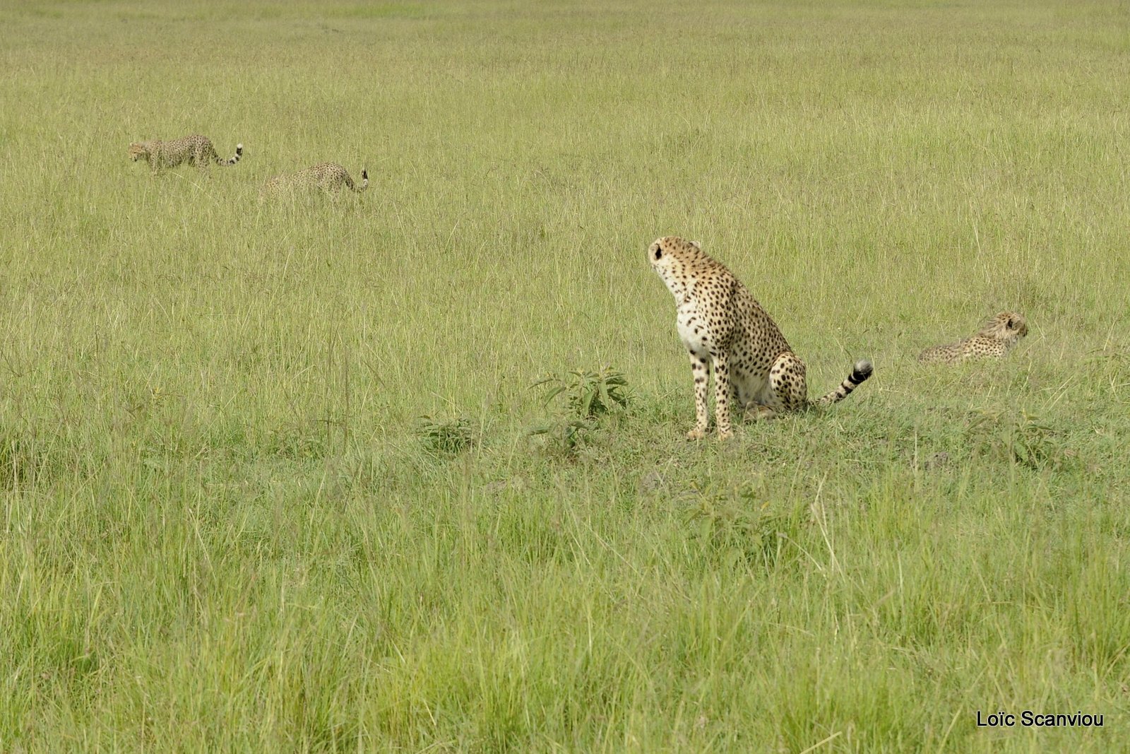 Guépard/Cheetah (59)