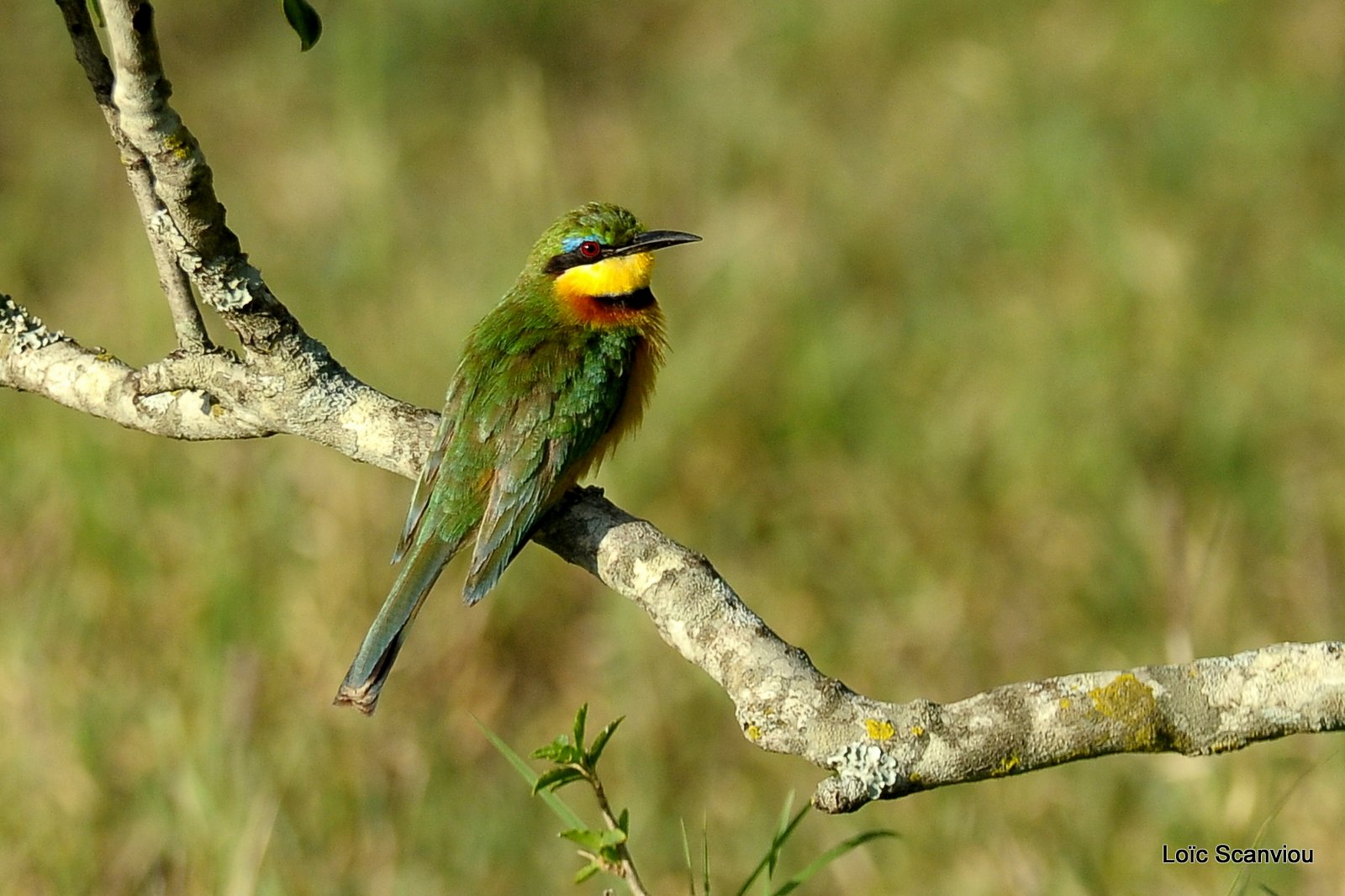 Guêpier nain/Little Bee-Eater (2)