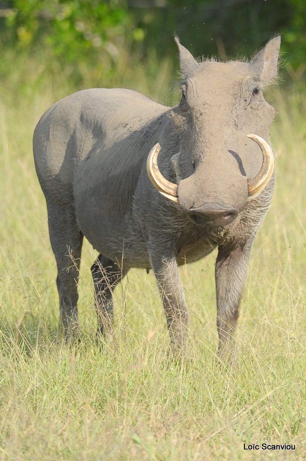 Phacochère/Warthog (3)