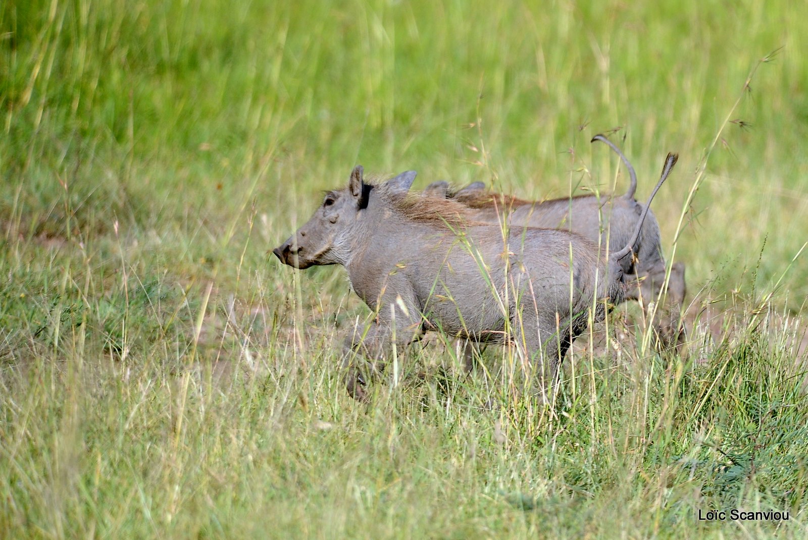 Phacochère/Warthog (4)