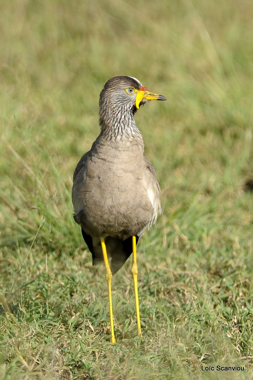 Vanneau du Sénégal/African Wattled Lapwing (1)