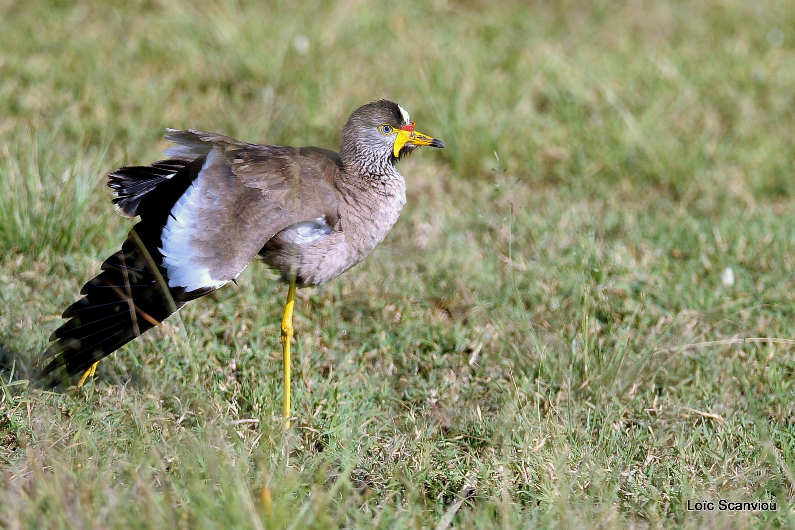 Vanneau du Sénégal/African Wattled Lapwing (2)