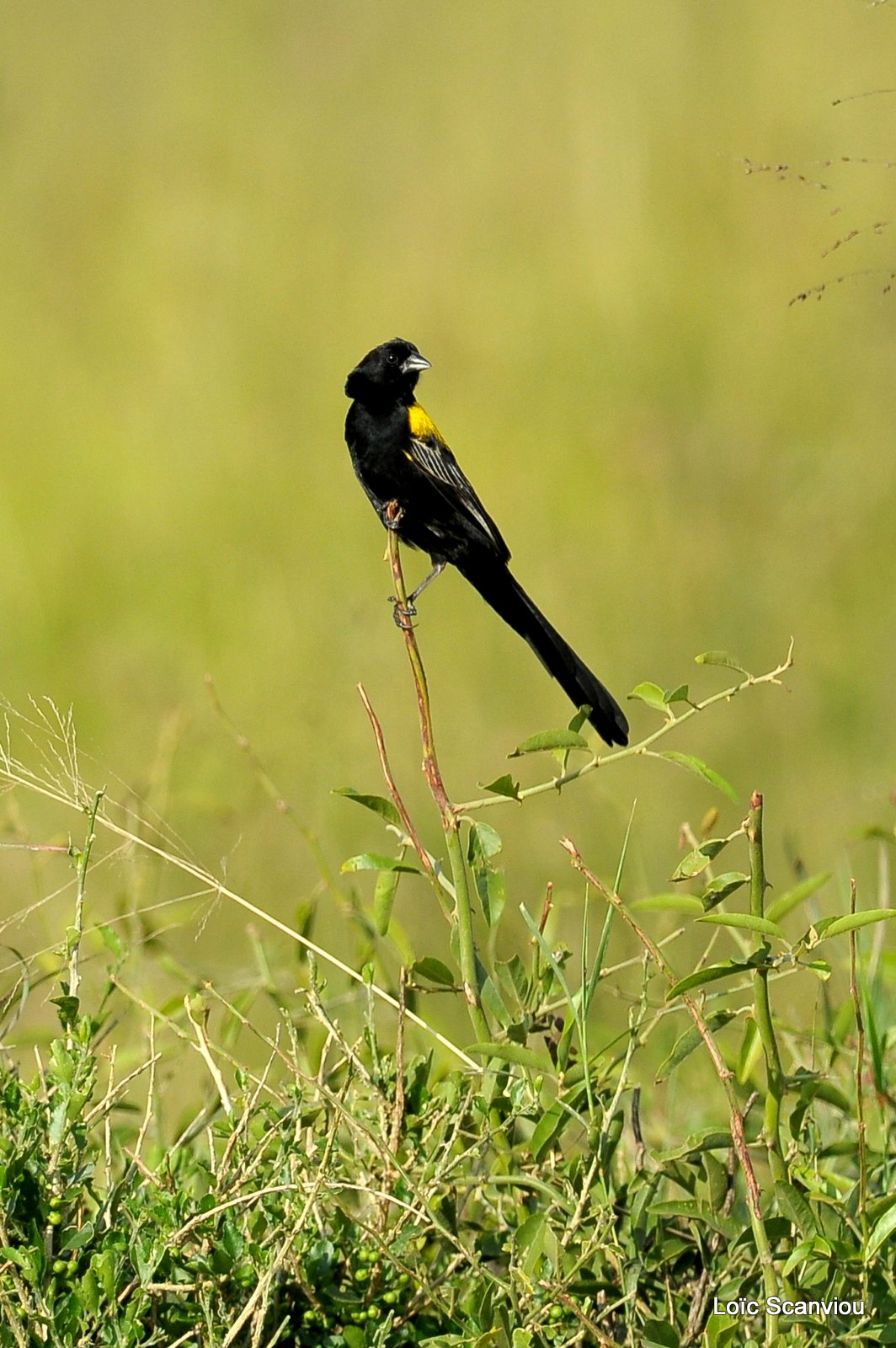 Euplecte à dos d'or/Yellow-mantled Widowbird (1)