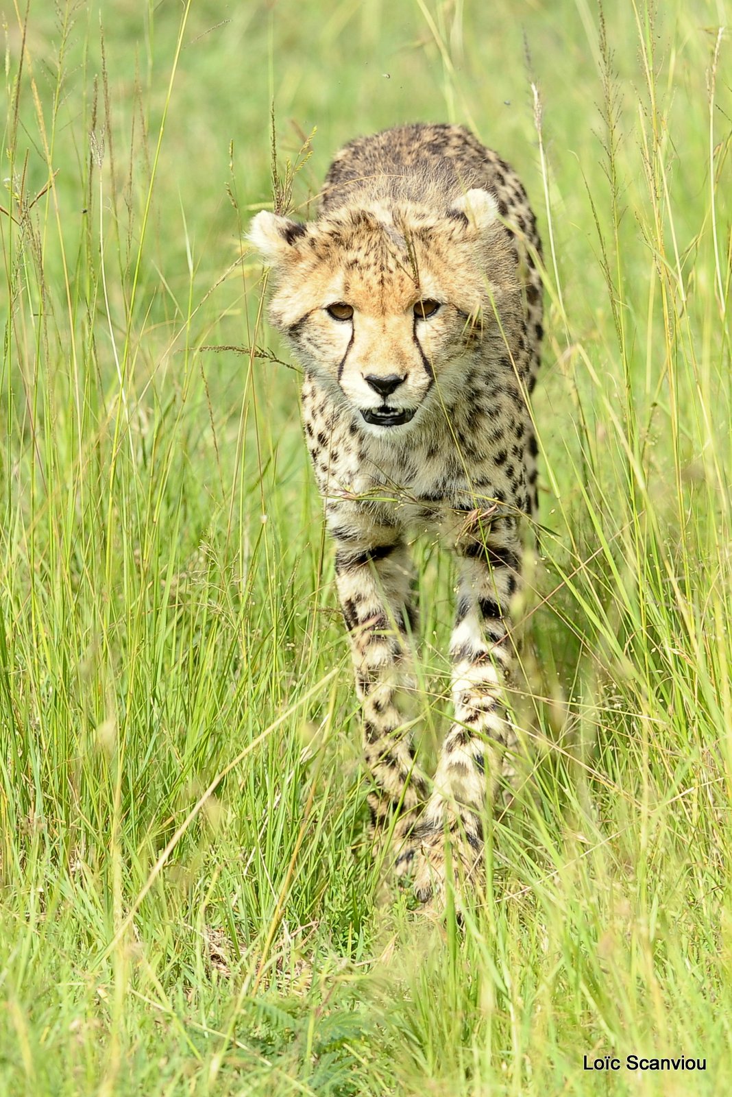 Guépard/Cheetah (43)