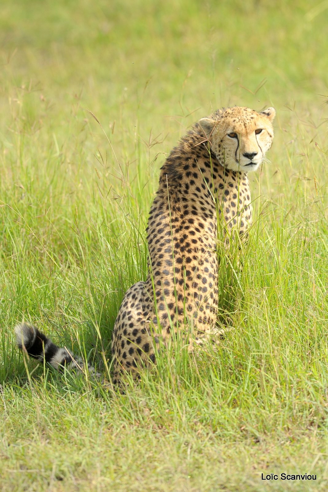 Guépard/Cheetah (44)