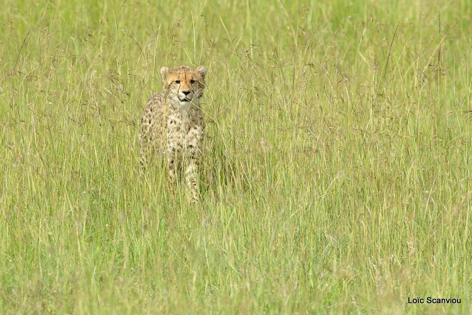 Guépard/Cheetah (45)