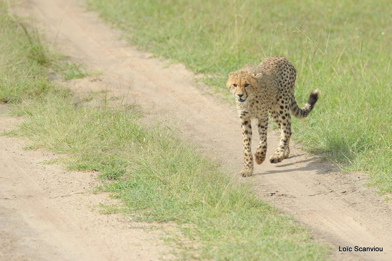 Guépard/Cheetah (46)