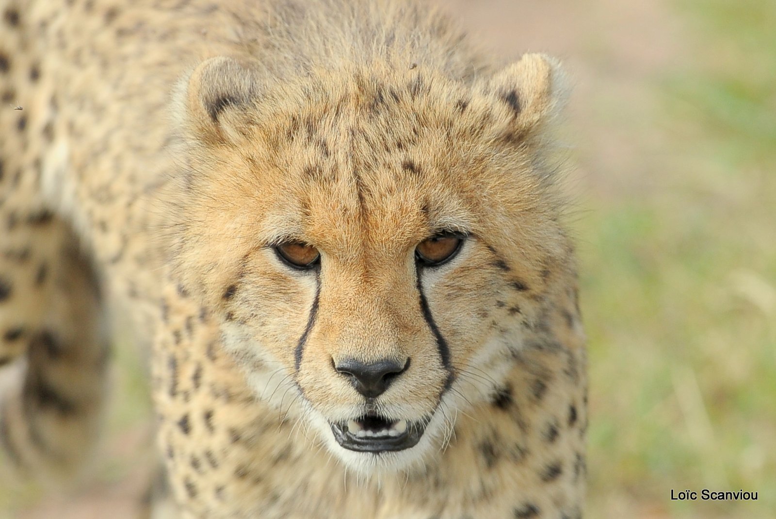 Guépard/Cheetah (47)