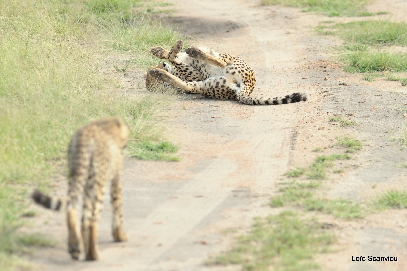 Guépard/Cheetah (48)
