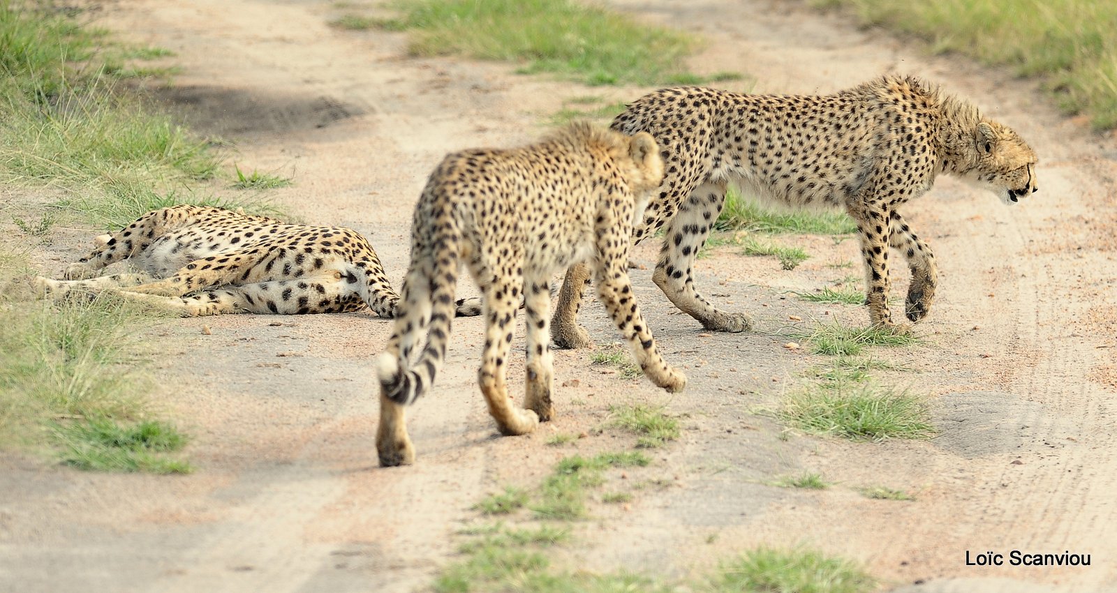 Guépard/Cheetah (49)