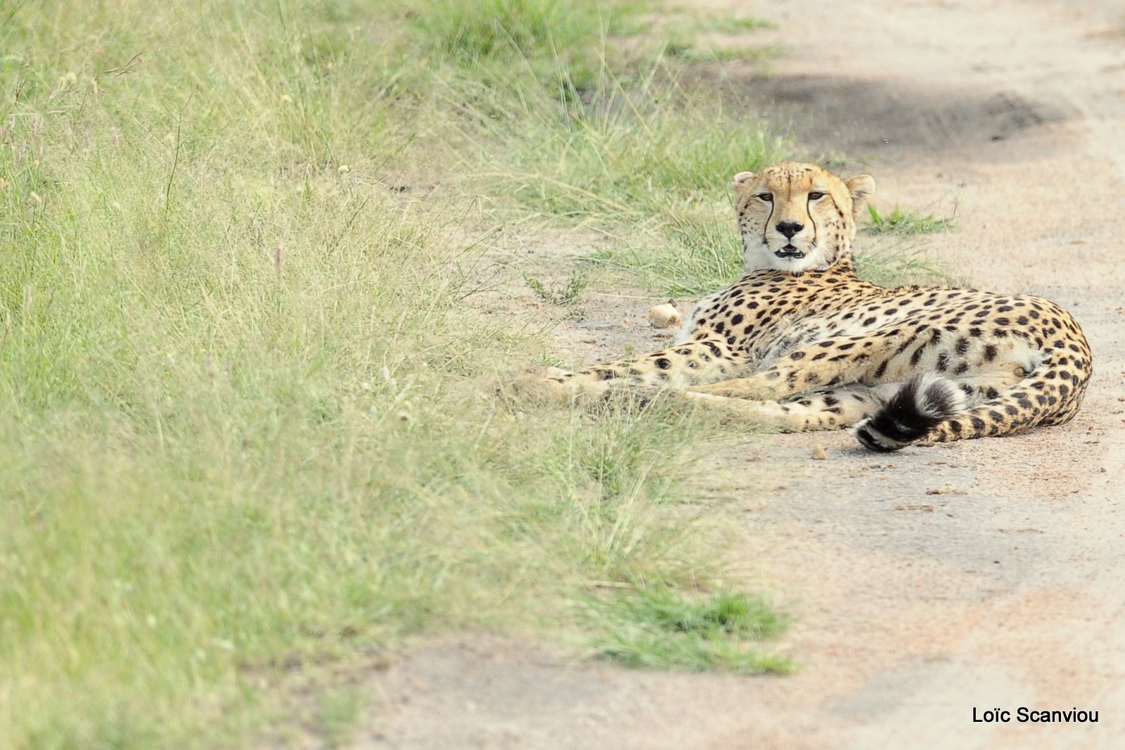 Guépard/Cheetah (50)
