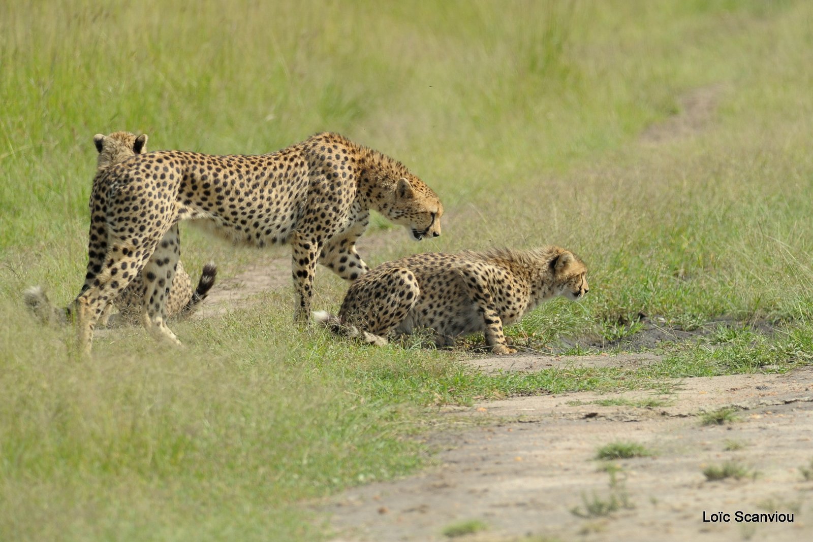 Guépard/Cheetah (52)