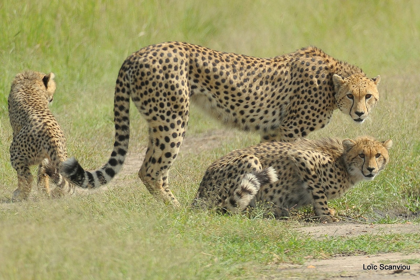Guépard/Cheetah (53)