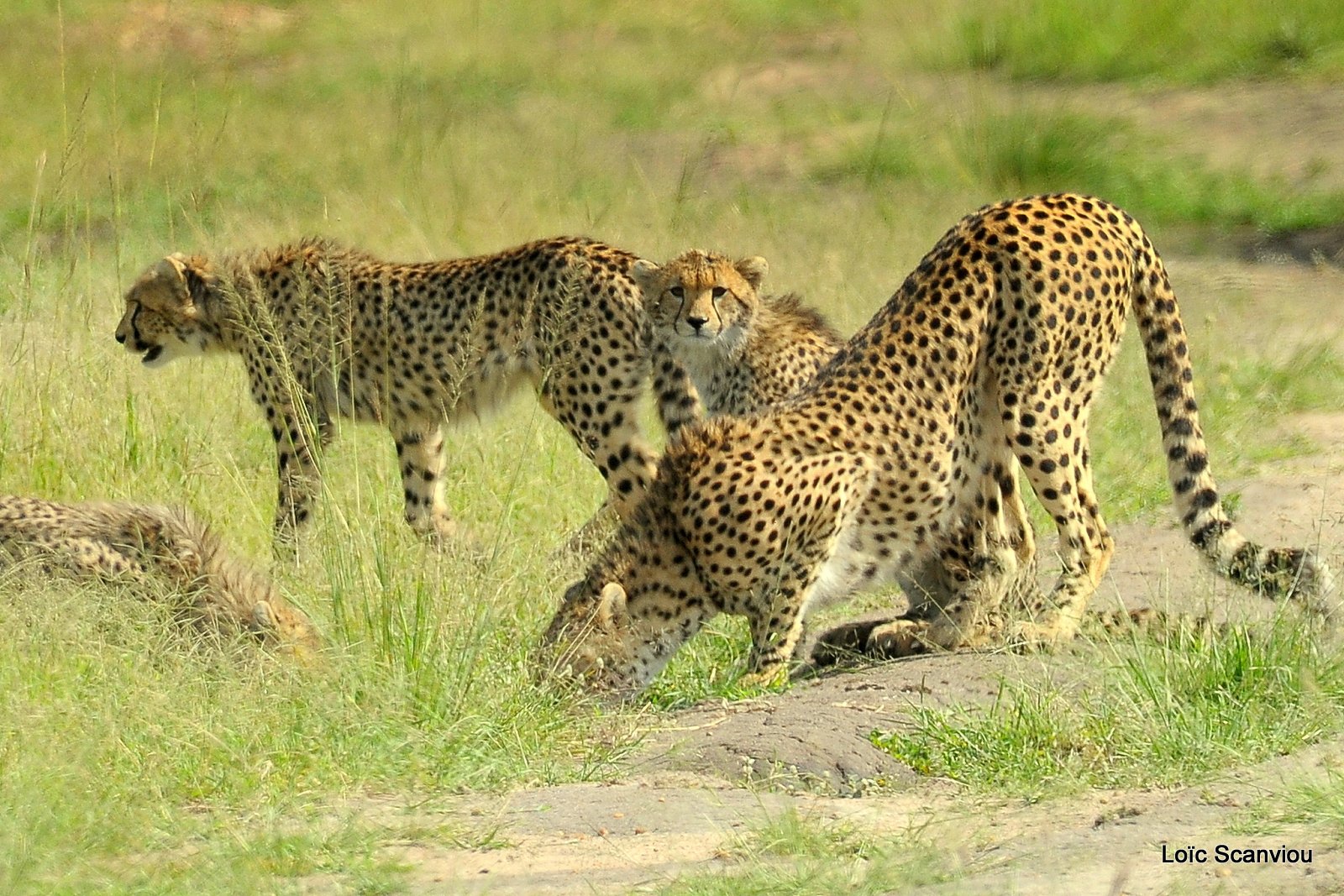 Guépard/Cheetah (54)