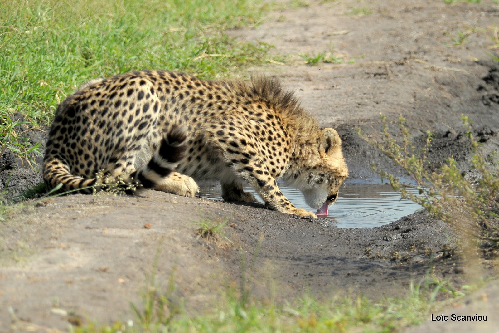 Guépard/Cheetah (55)