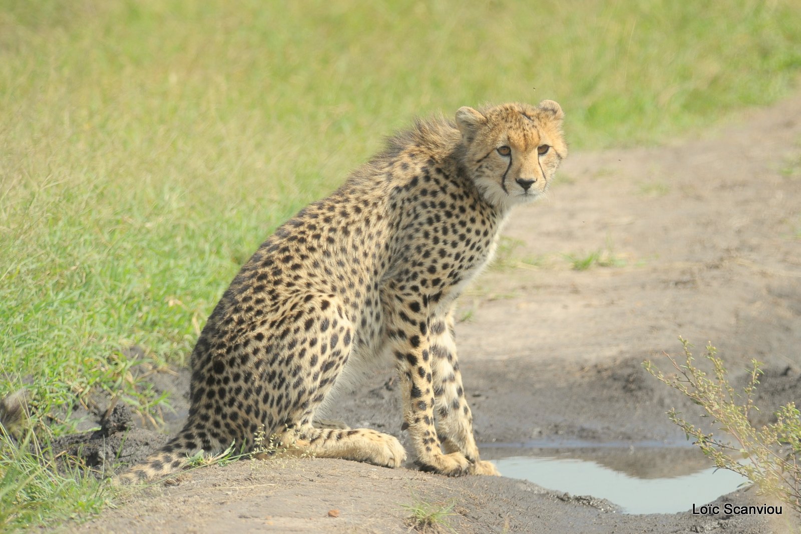 Guépard/Cheetah (56)