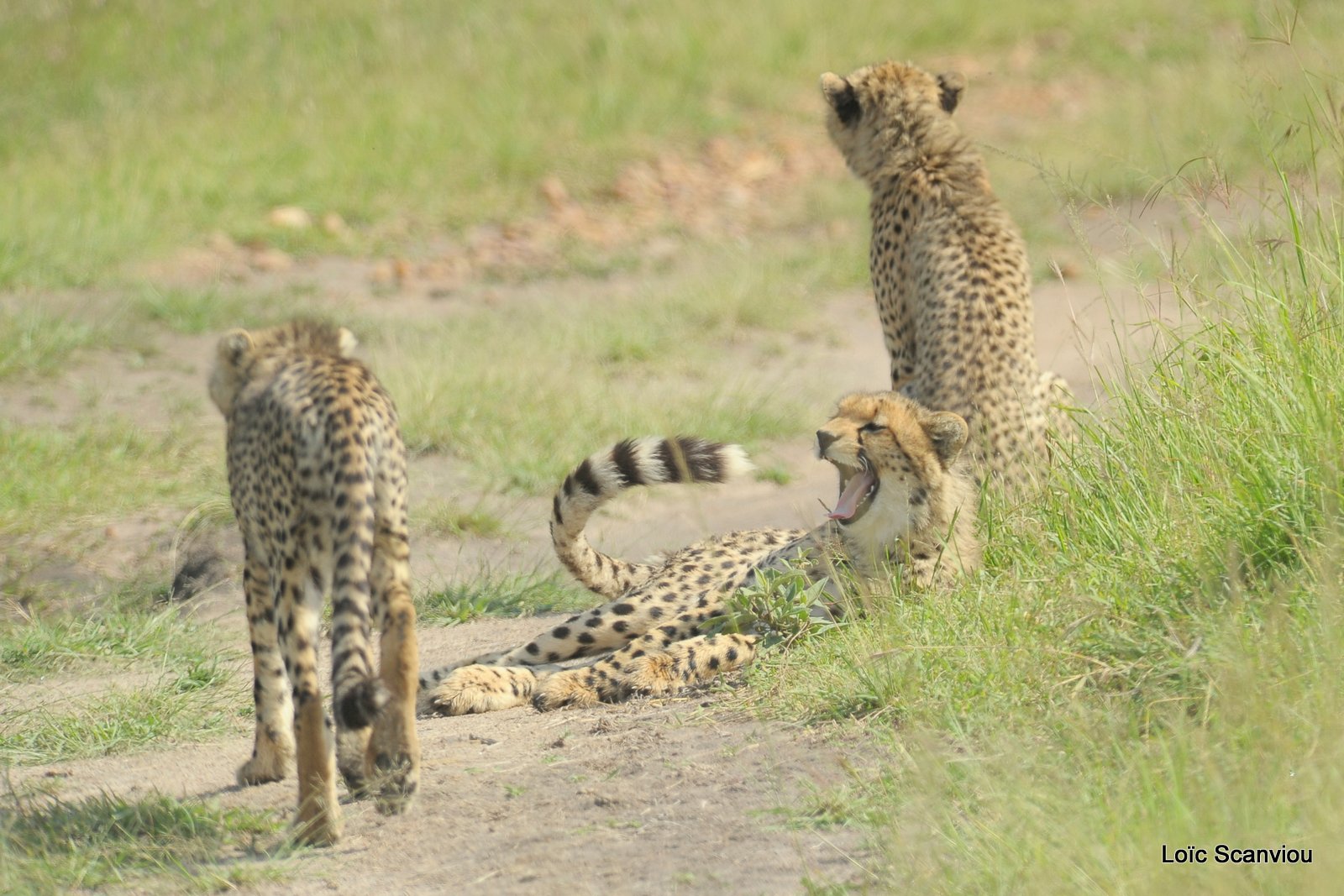 Guépard/Cheetah (57)