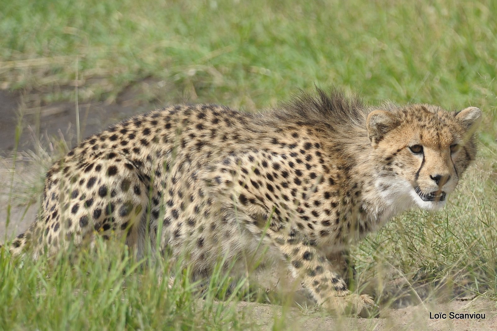 Guépard/Cheetah (58)