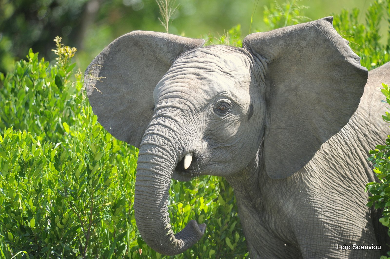 Eléphant (14)