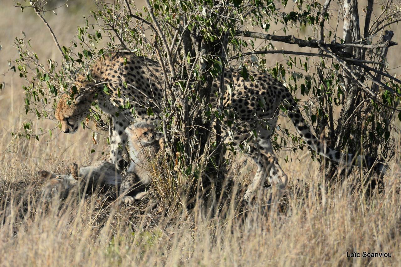 Guépard/Cheetah (21)