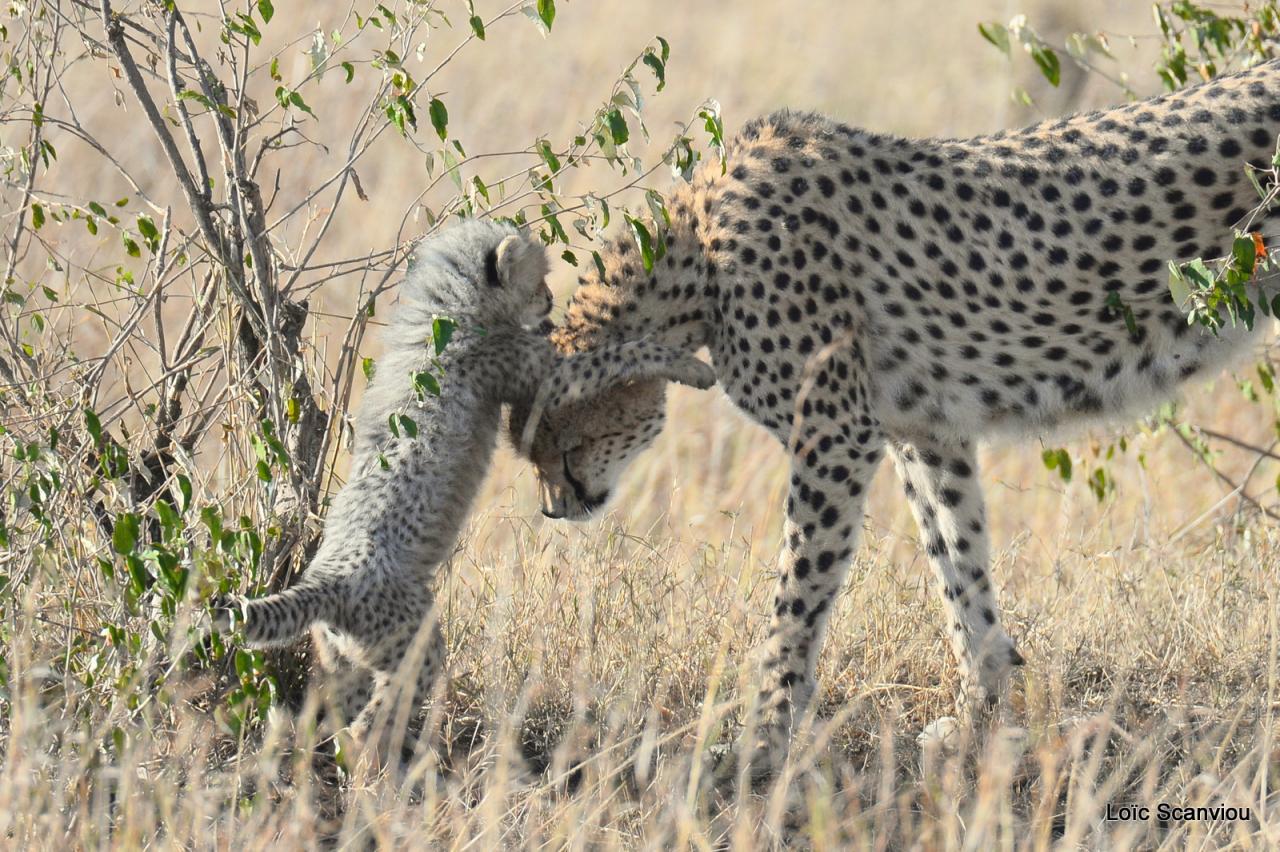 Guépard/Cheetah (22)