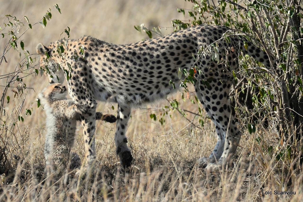 Guépard/Cheetah (23)