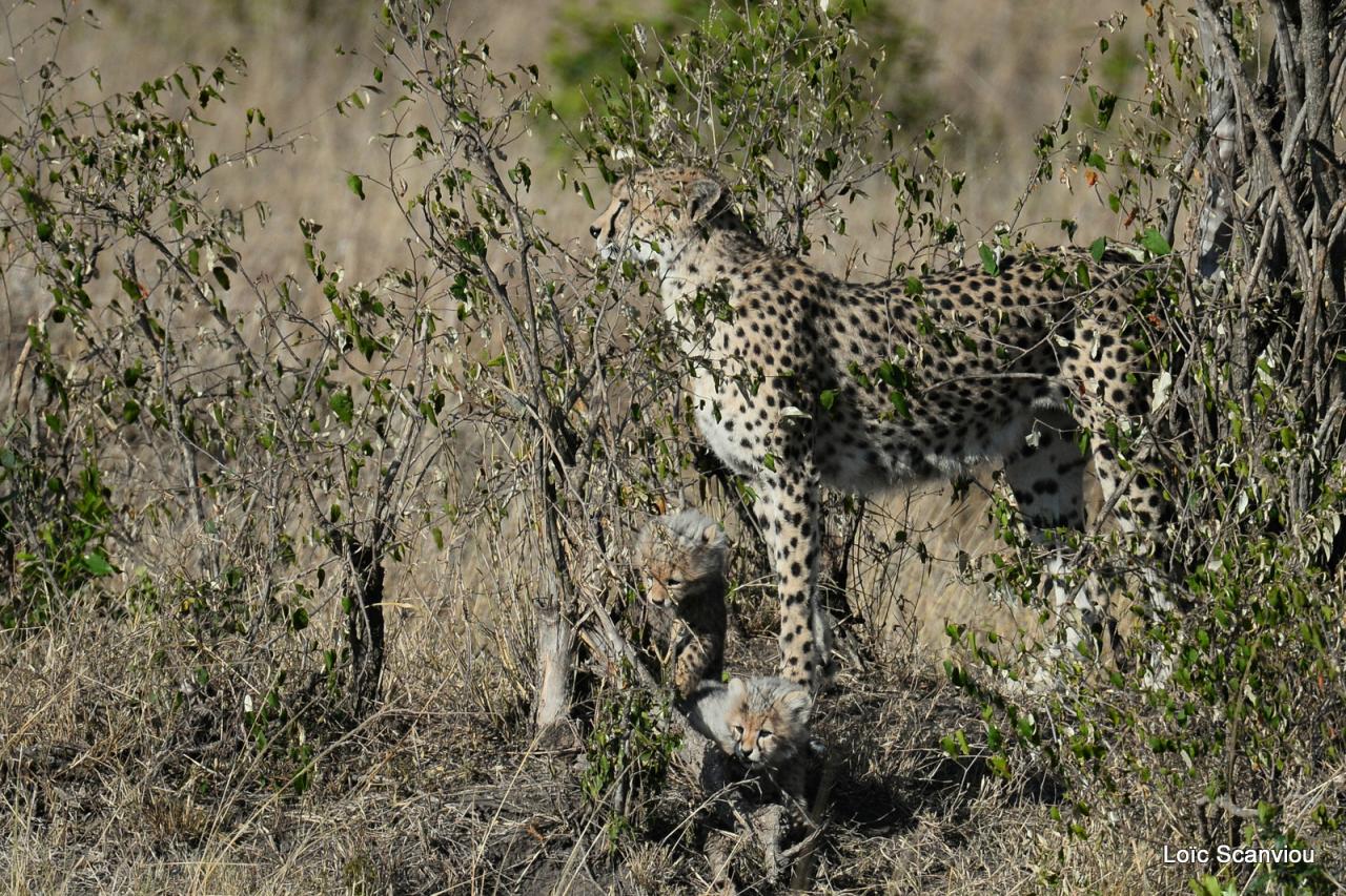 Guépard/Cheetah (26)