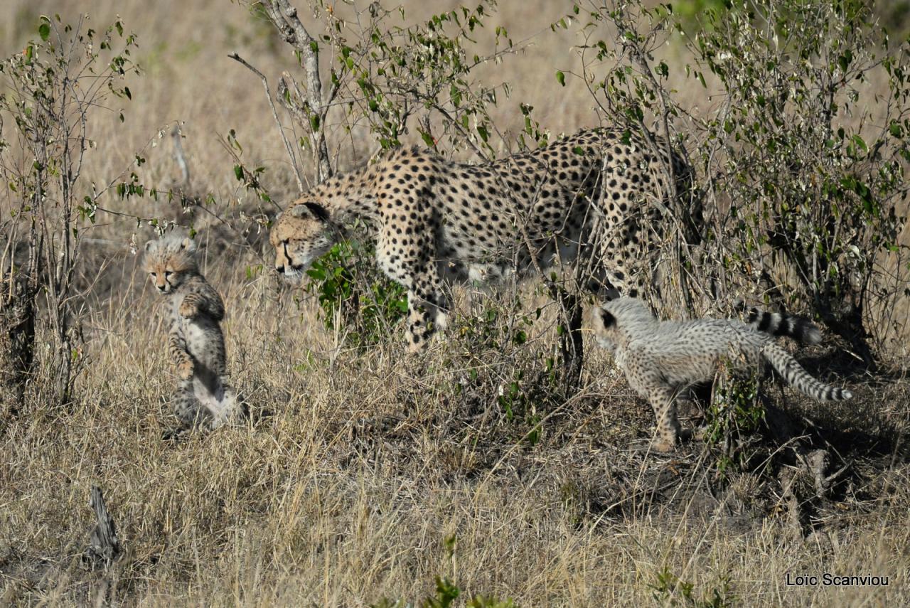 Guépard/Cheetah (27)